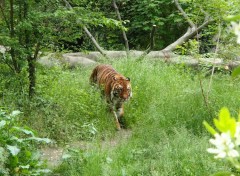  Animals Tigre et Jungle