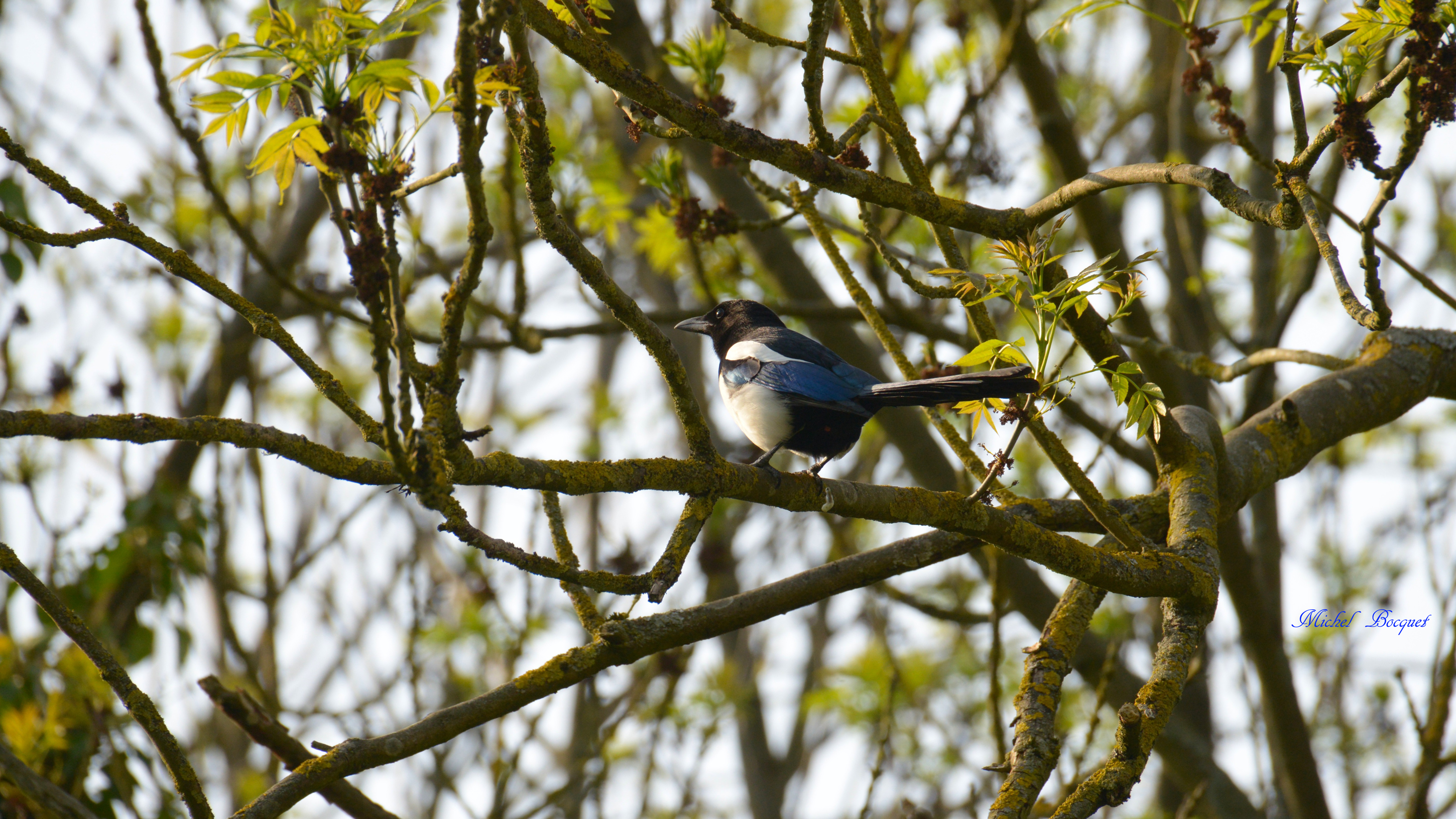 Fonds d'cran Animaux Oiseaux - Divers Dans un arbre