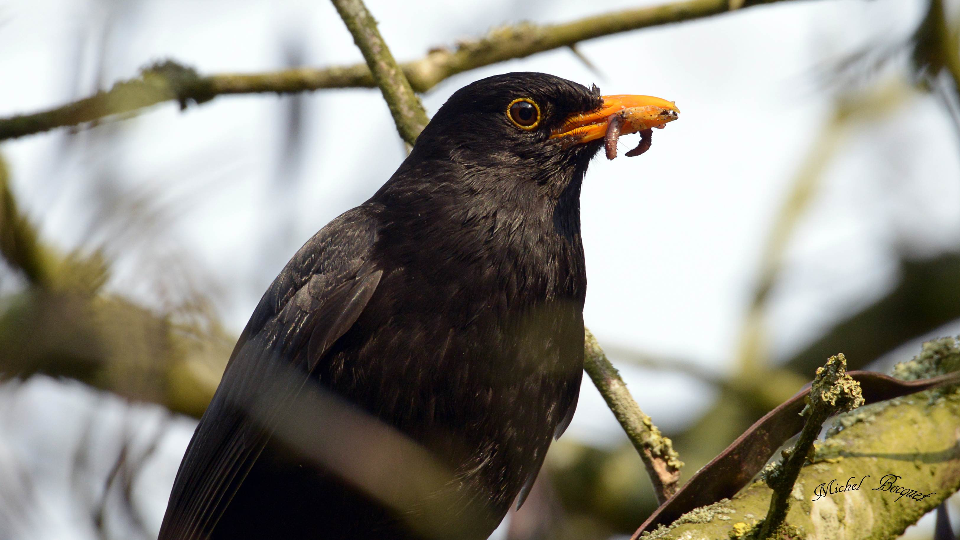 Fonds d'cran Animaux Oiseaux - Divers Dans un arbre