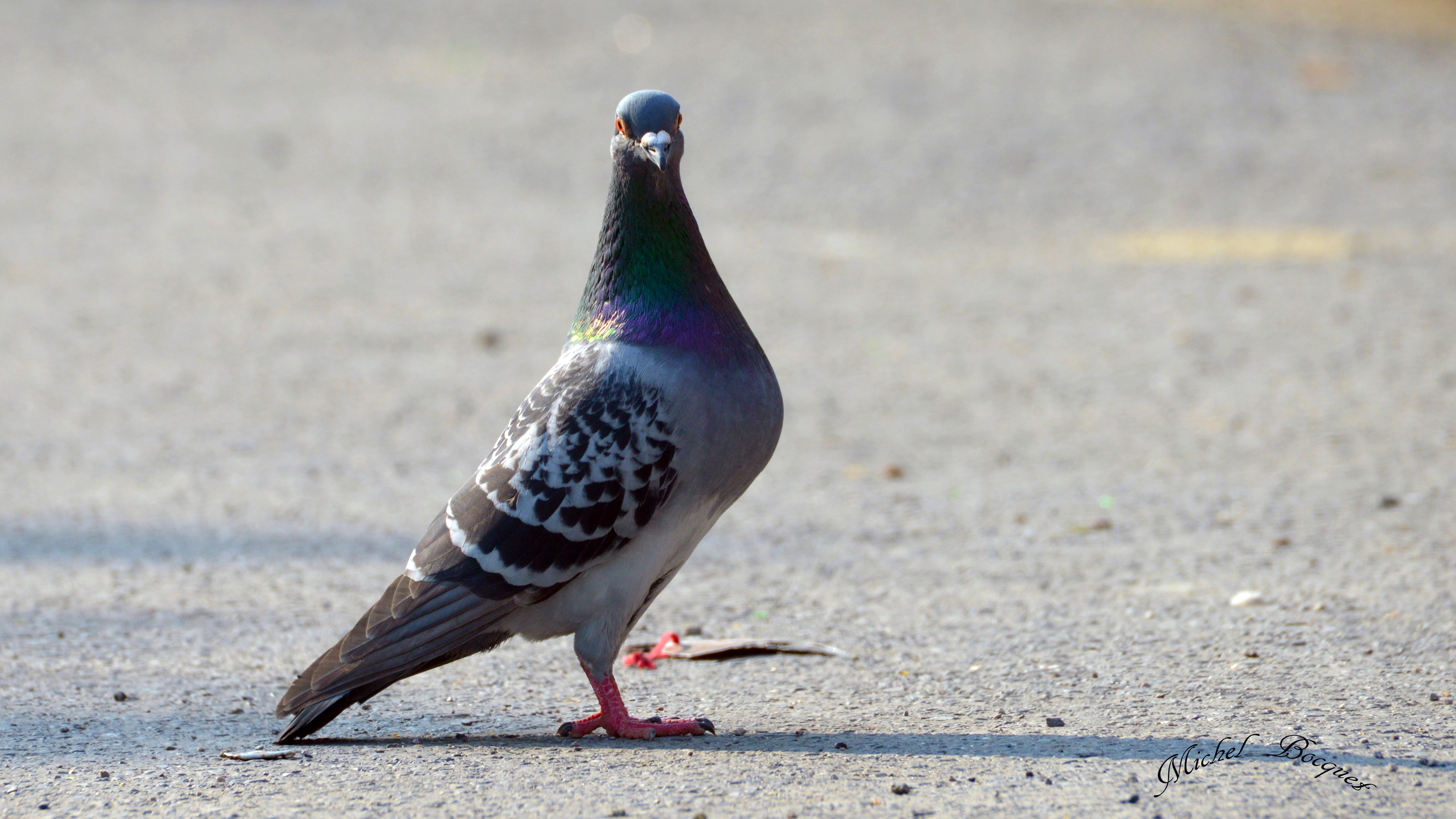 Fonds d'cran Animaux Oiseaux - Pigeons et Tourterelles Sur le sol