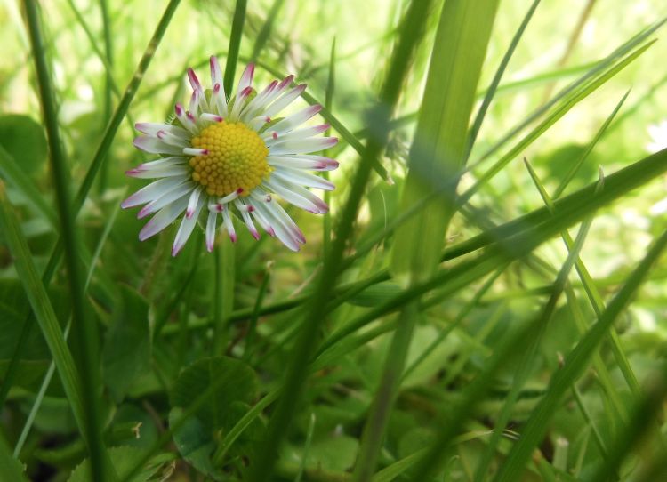 Fonds d'cran Nature Fleurs Paquerette sauvage