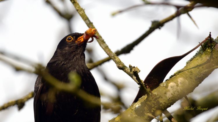 Fonds d'cran Animaux Oiseaux - Divers Dans un arbre