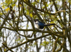  Animaux Dans un arbre