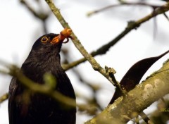  Animaux Dans un arbre