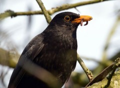  Animaux Dans un arbre