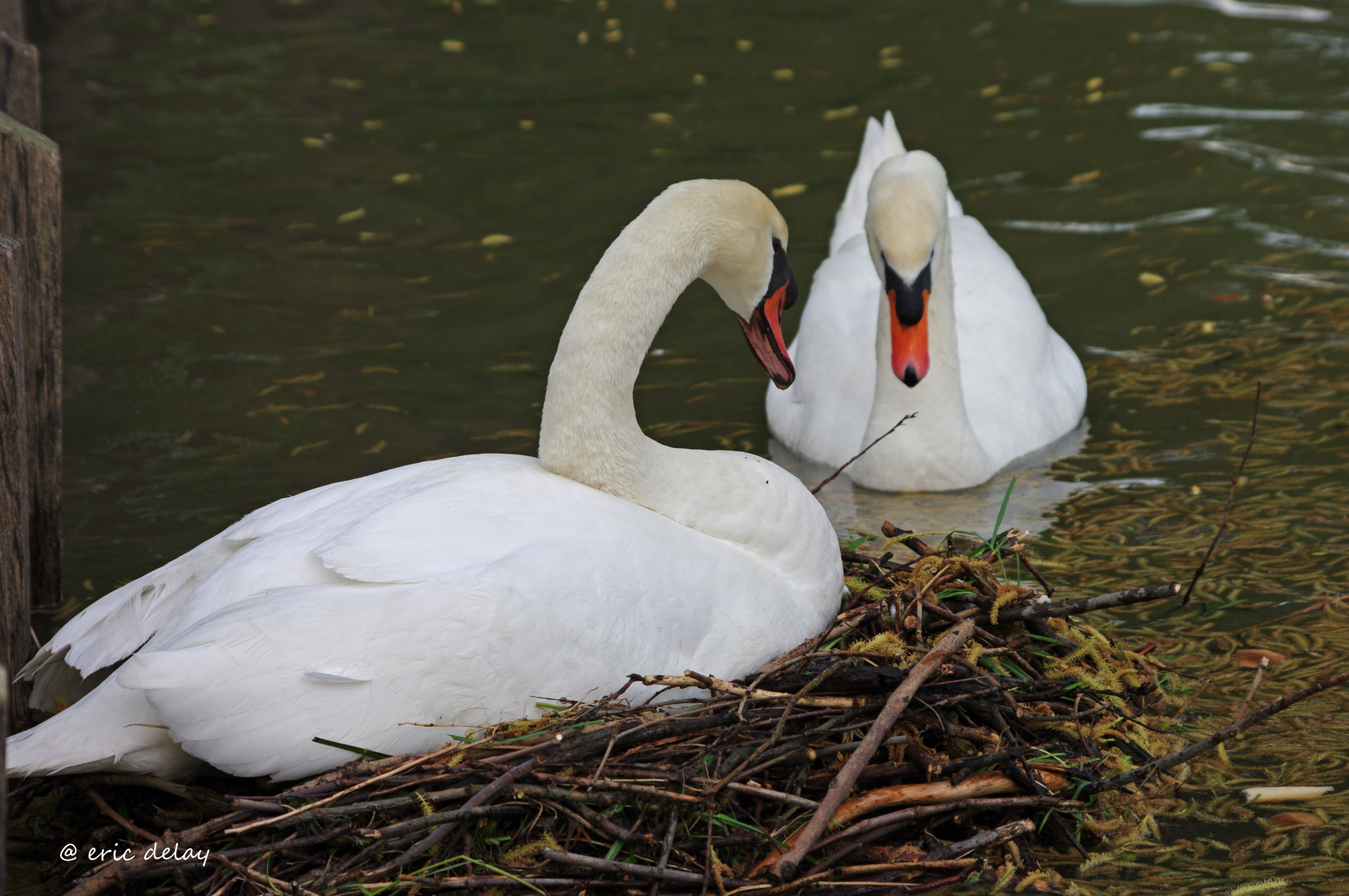 Wallpapers Animals Birds - Swans Cygnes