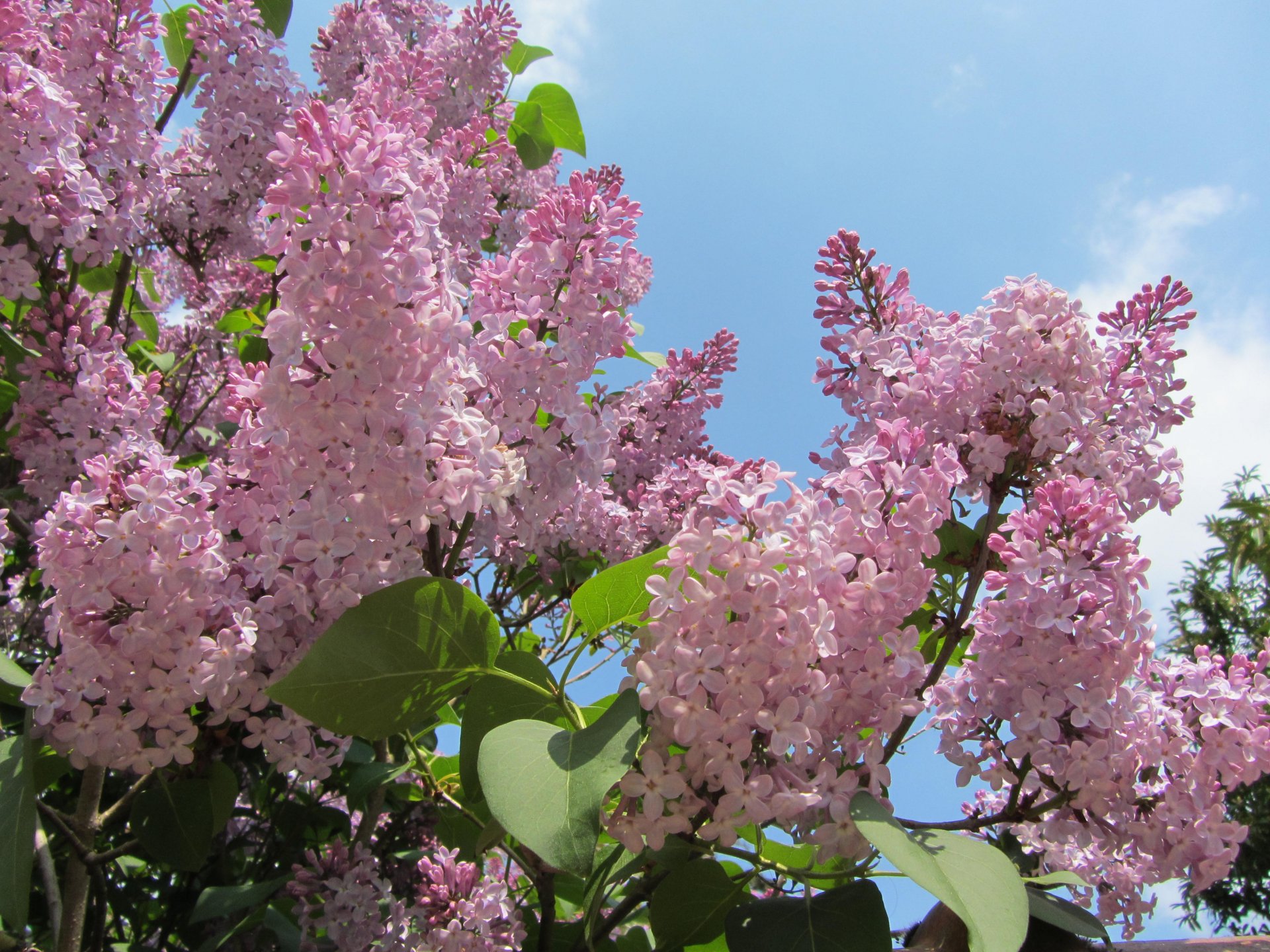 Fonds d'cran Nature Fleurs 