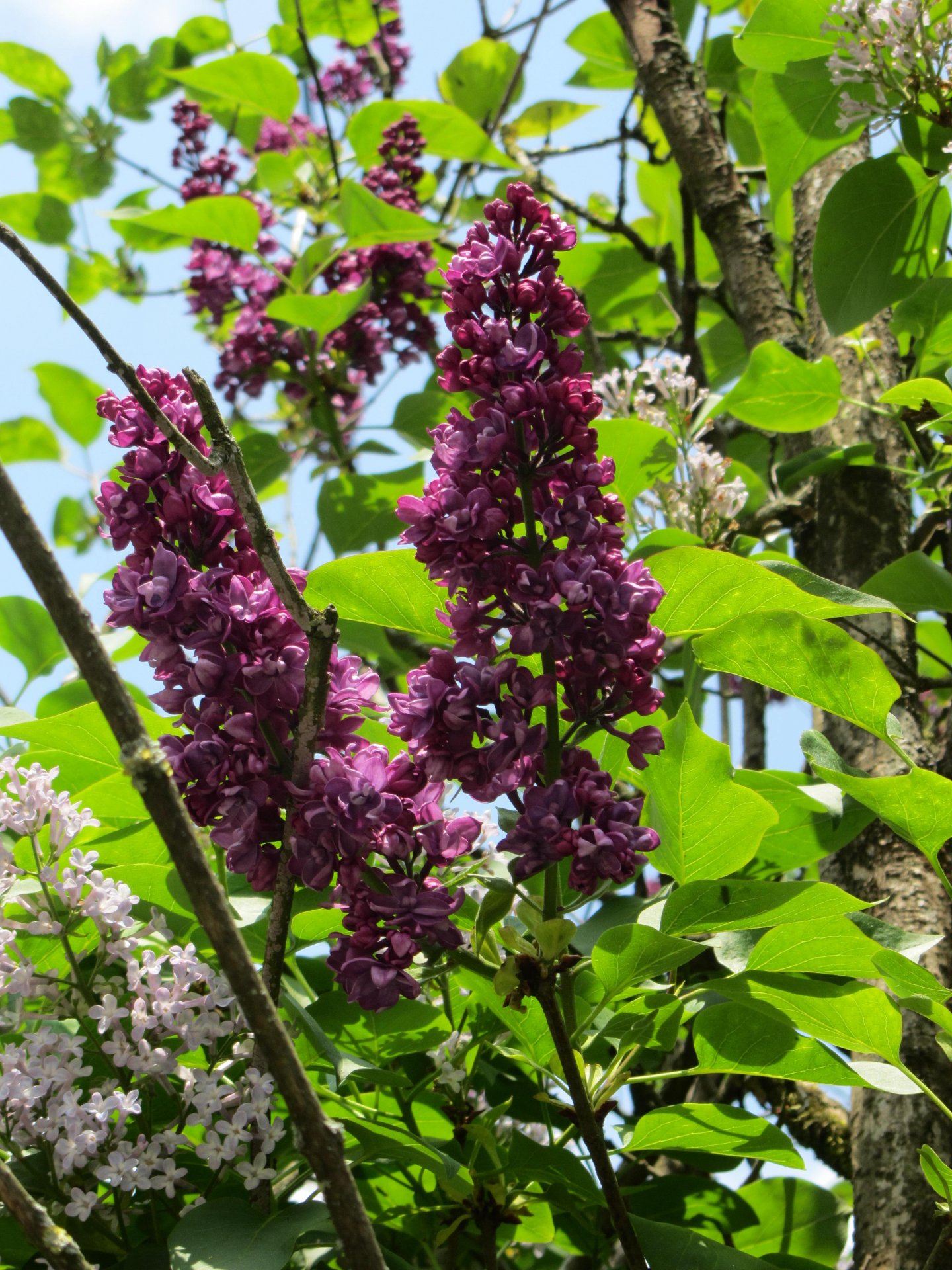 Fonds d'cran Nature Fleurs 