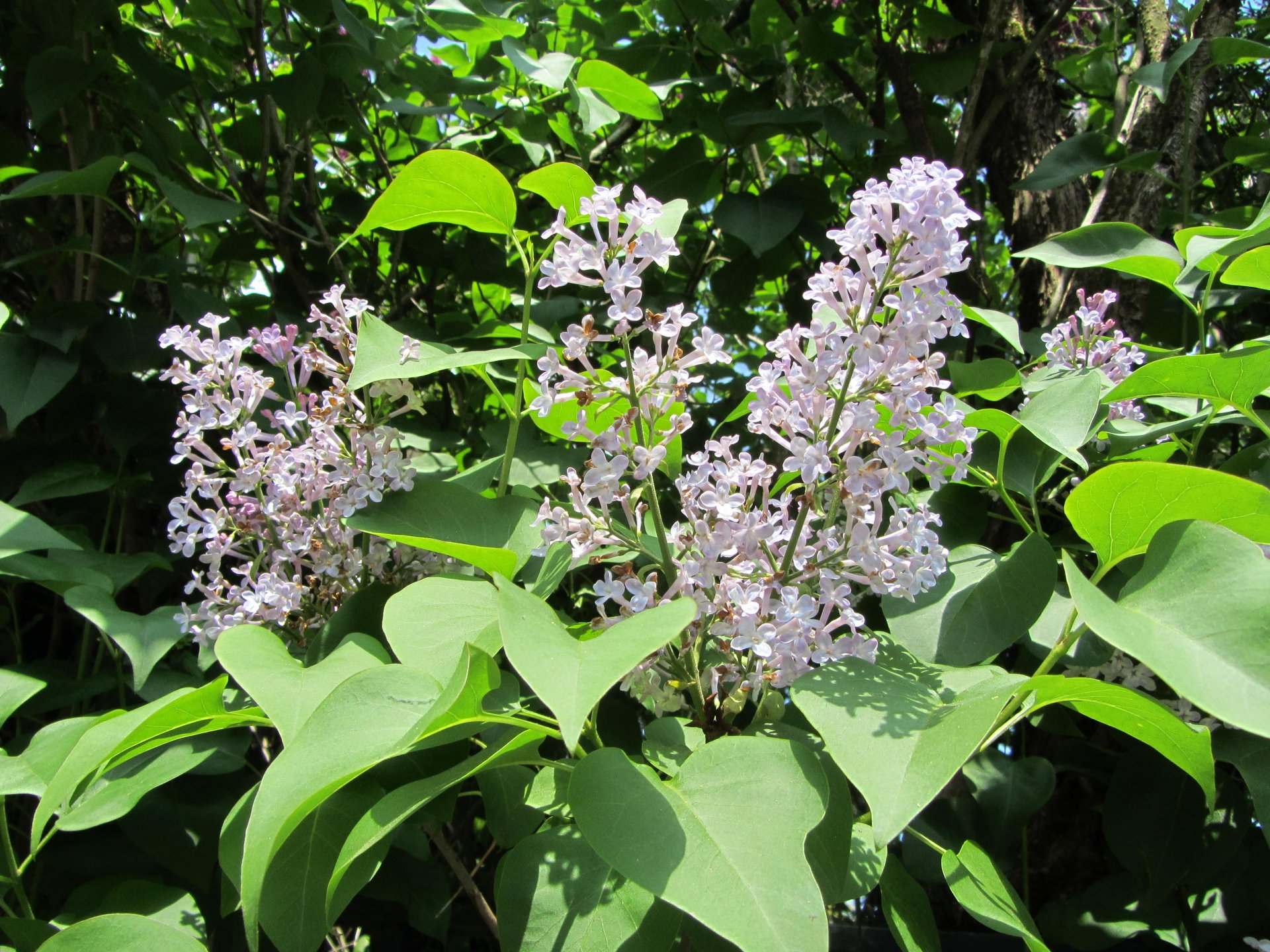 Fonds d'cran Nature Fleurs 