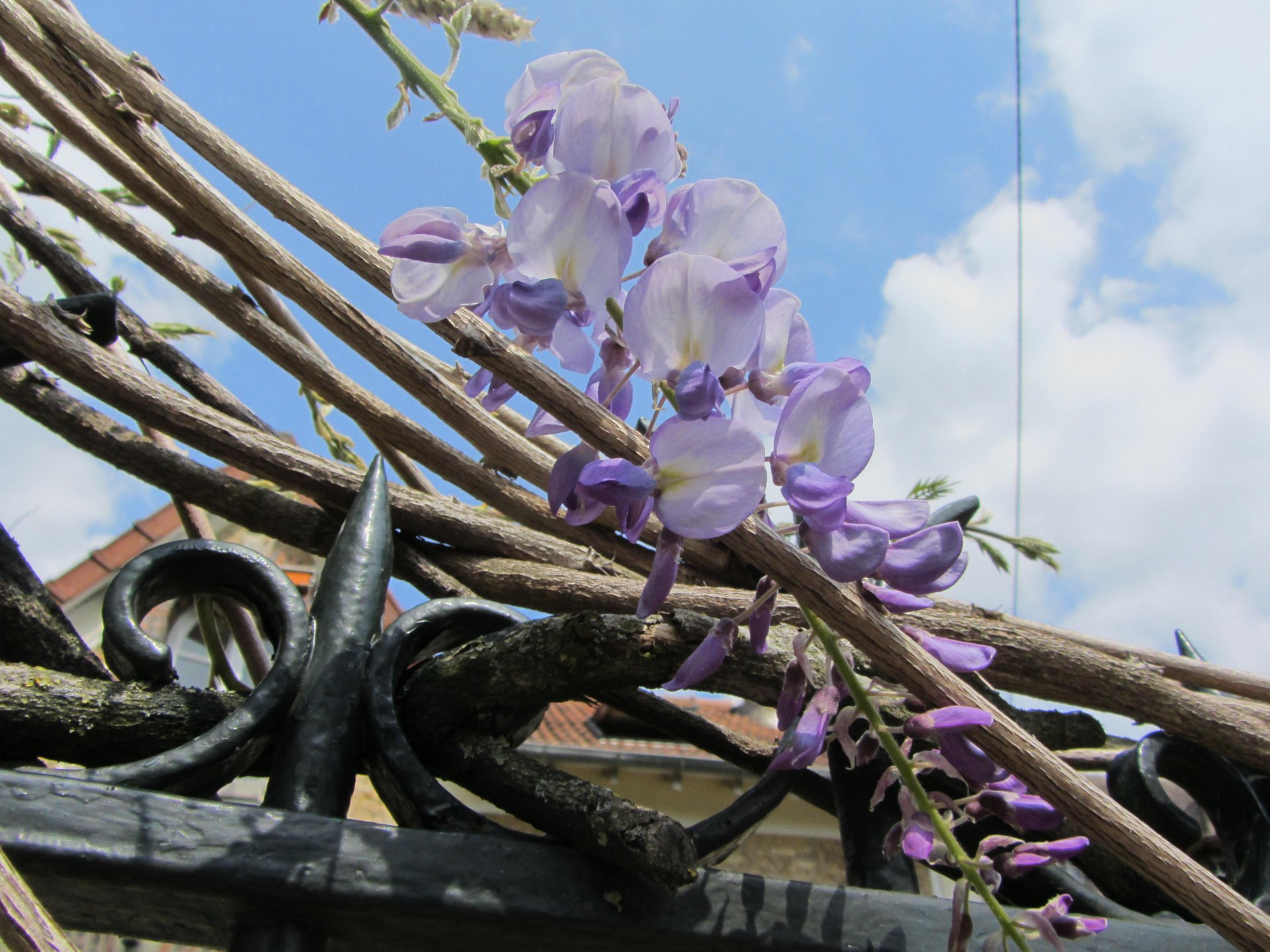 Fonds d'cran Nature Fleurs 