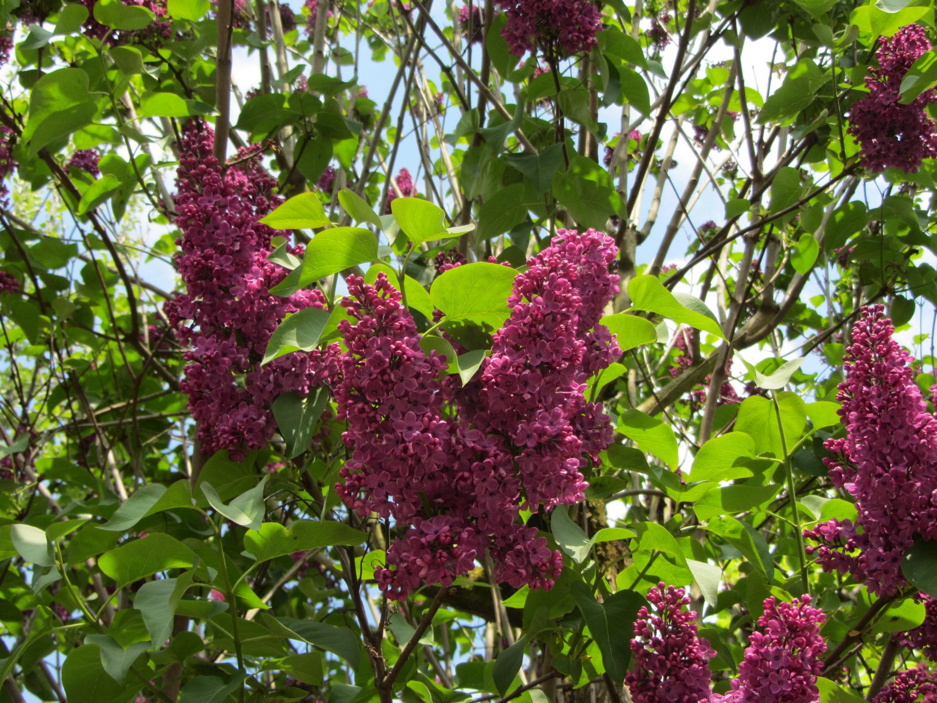 Fonds d'cran Nature Fleurs 