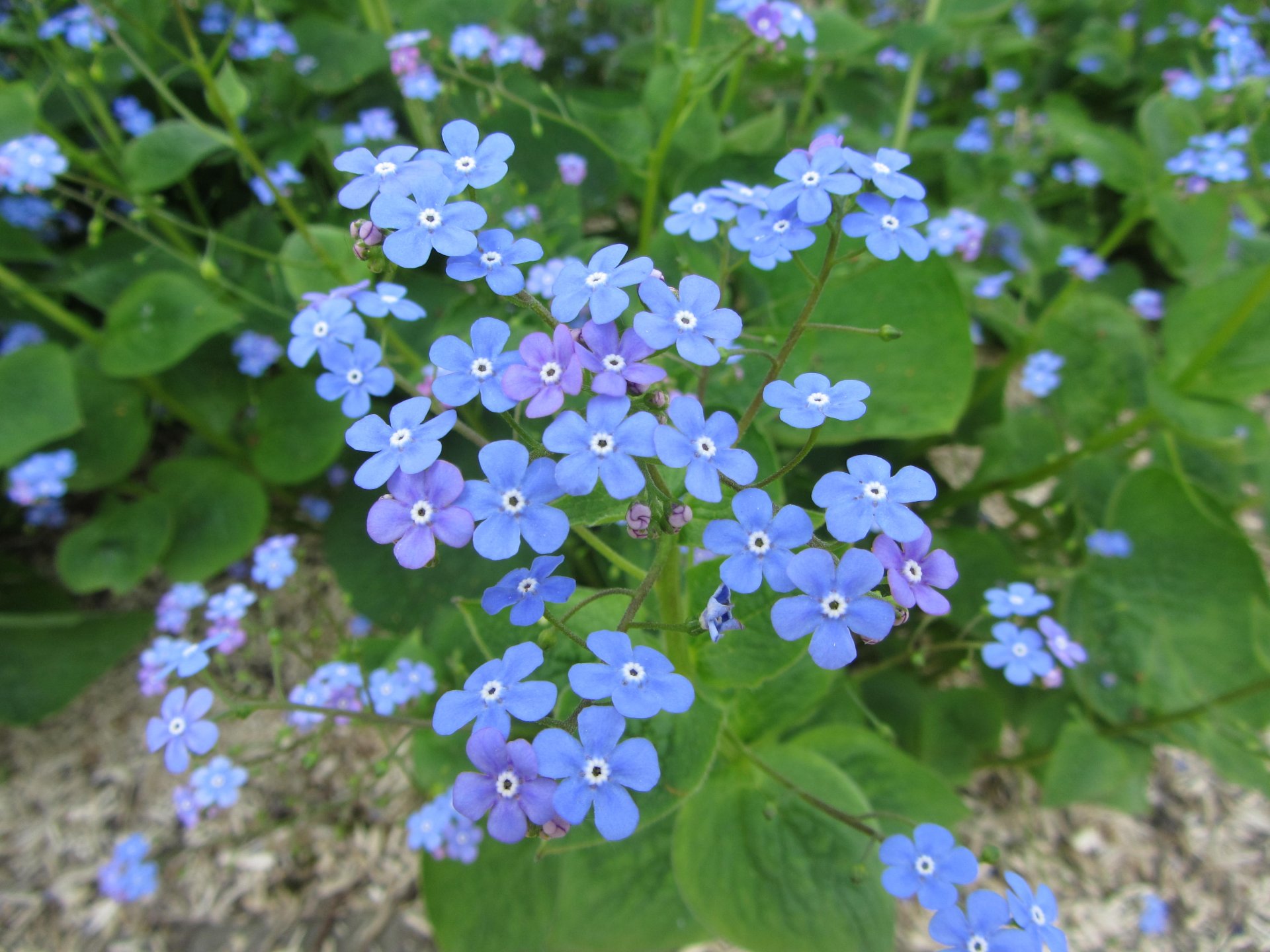 Fonds d'cran Nature Fleurs 