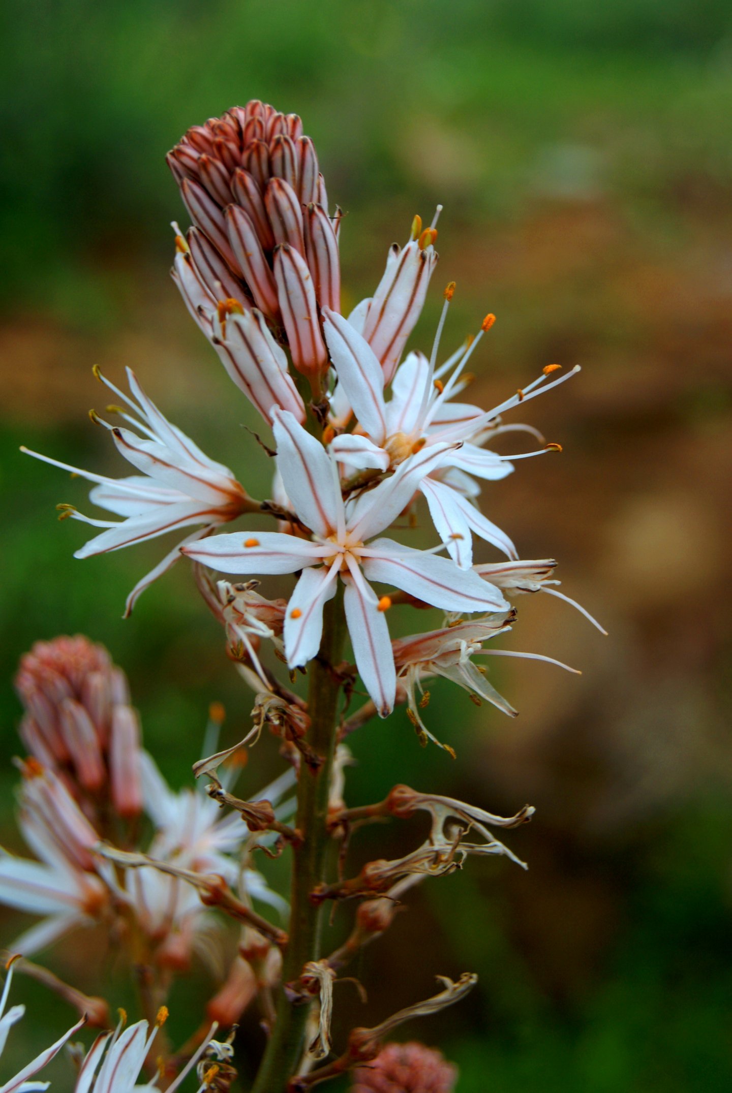 Fonds d'cran Nature Fleurs 