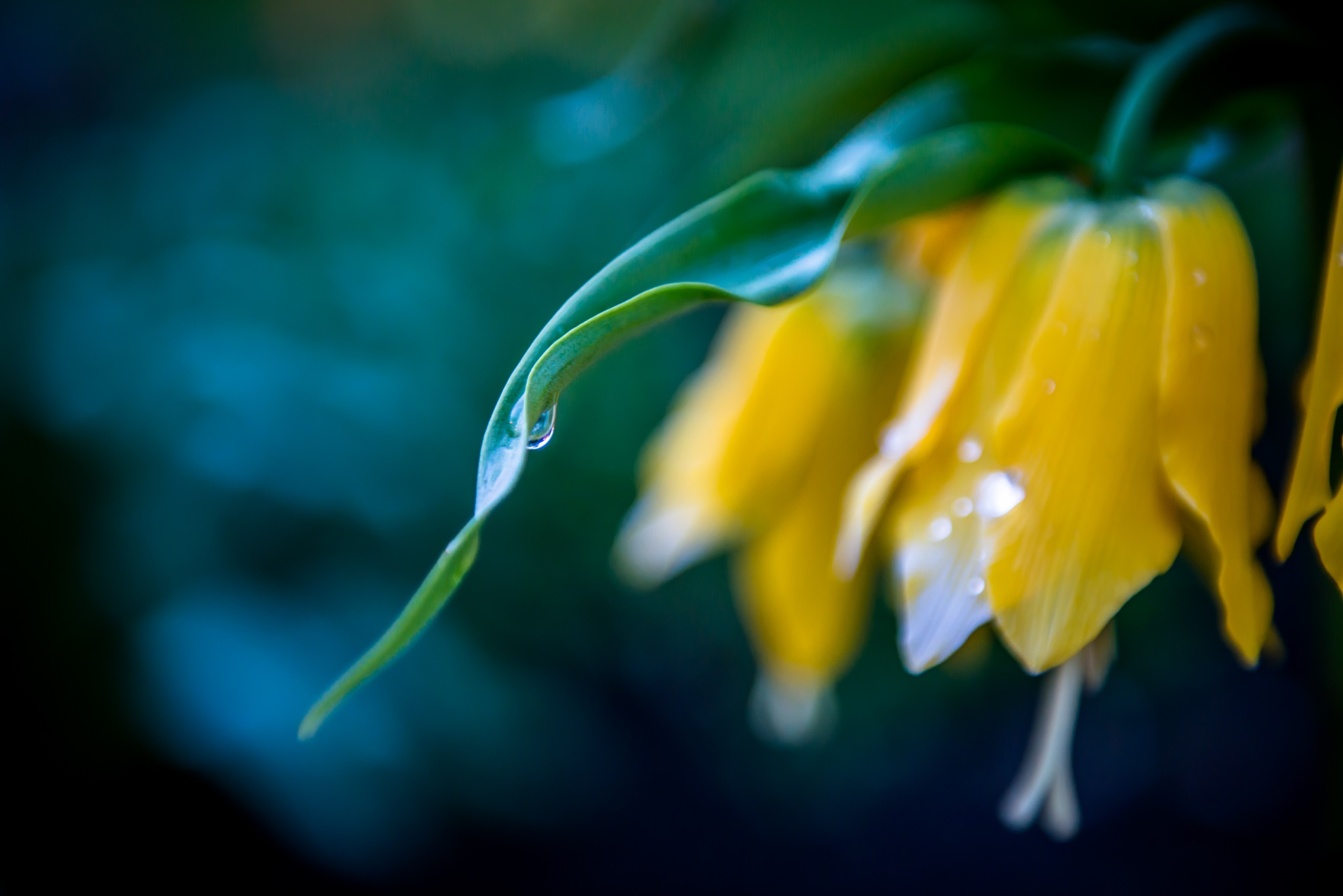 Fonds d'cran Nature Fleurs 