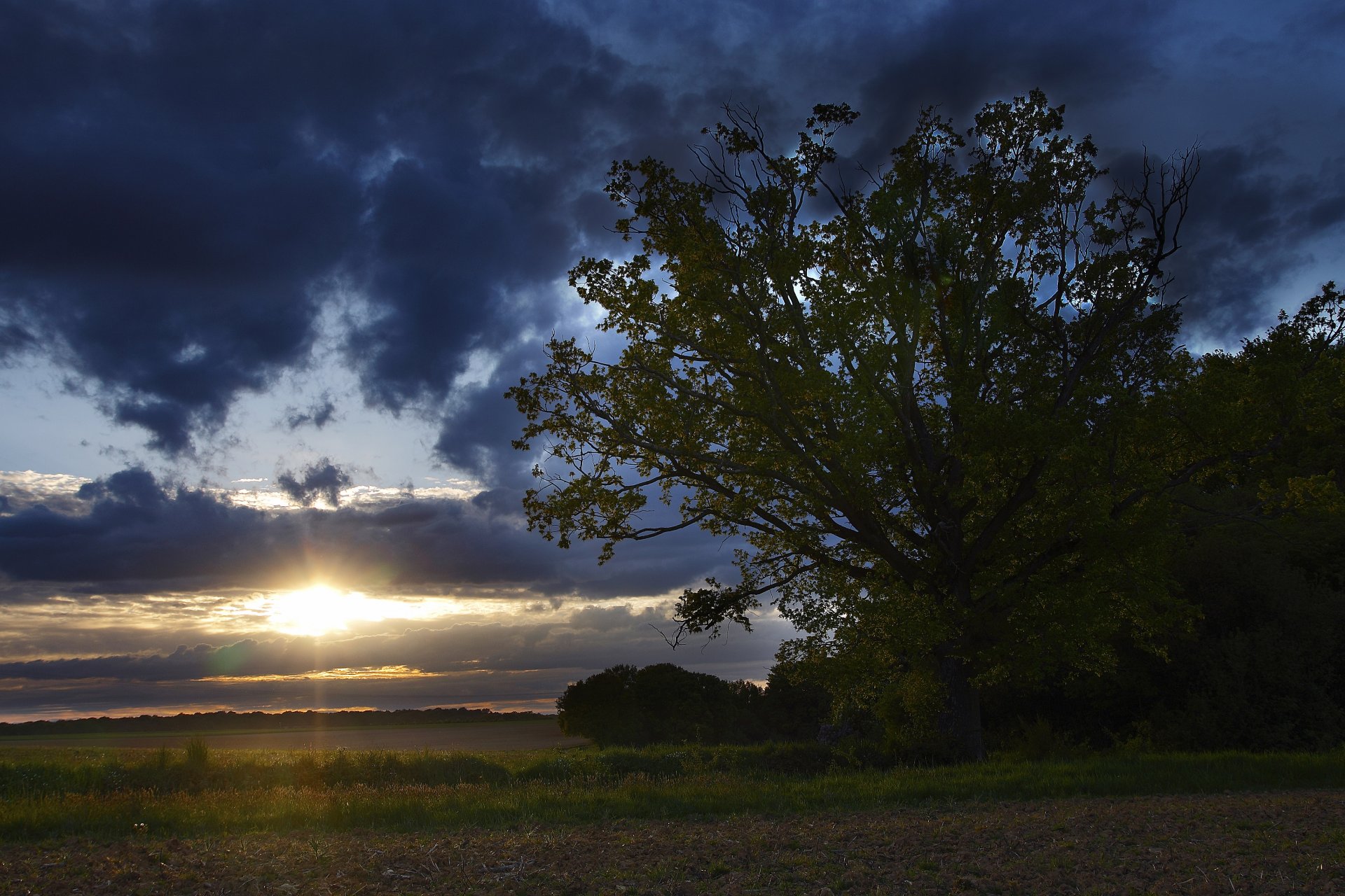 Wallpapers Nature Fields Promenons-nous dans les champs