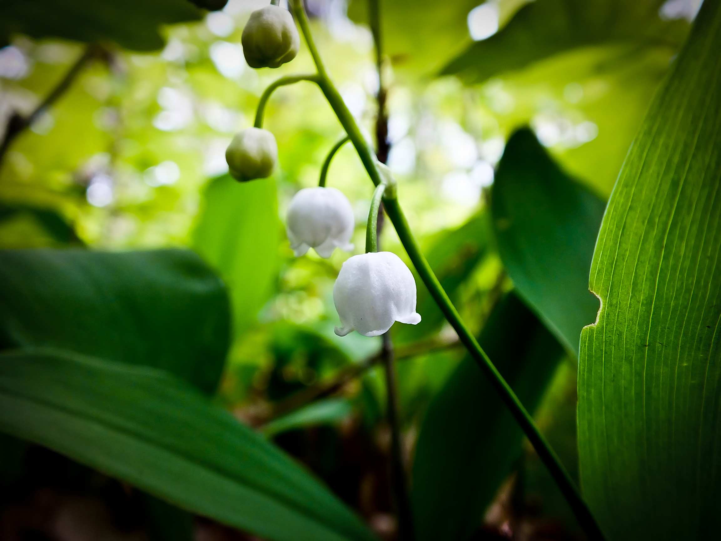 Wallpapers Nature Flowers Muguet