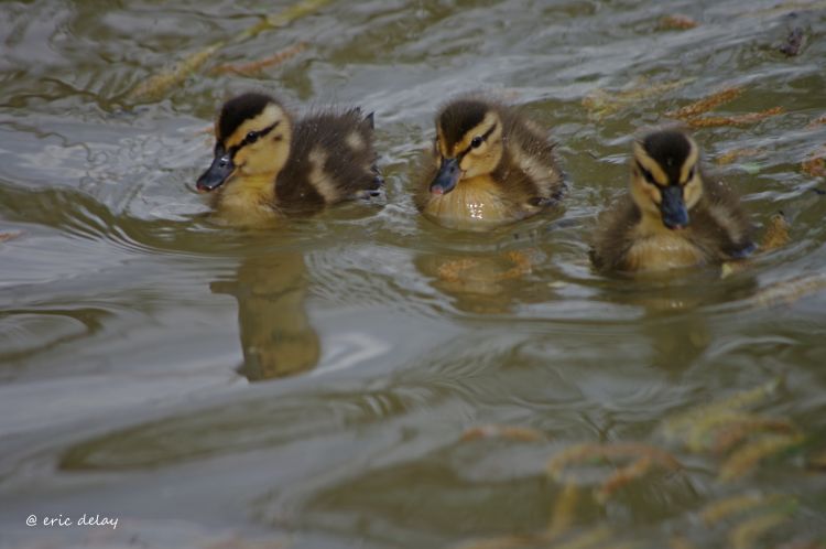 Fonds d'cran Animaux Oiseaux - Canards Poussins