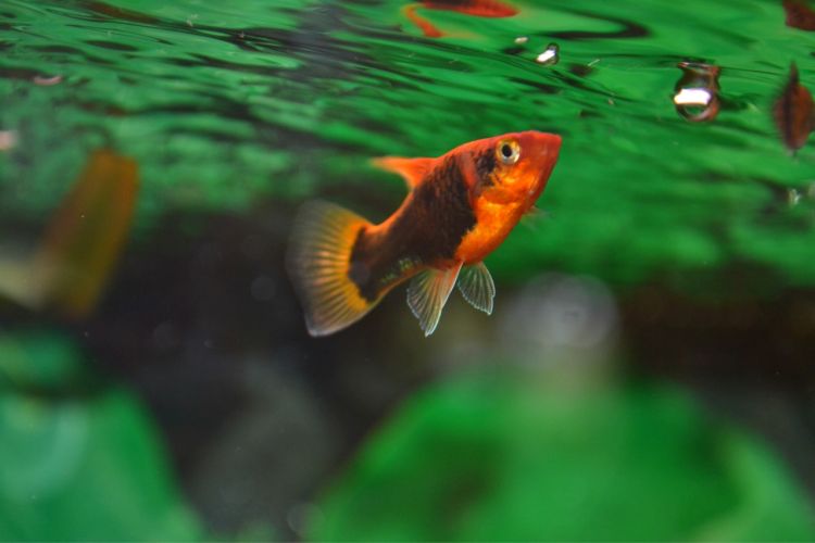 Wallpapers Animals Fishes - In the river poisson 