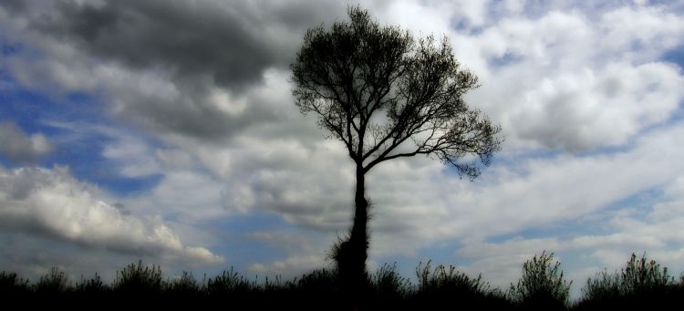 Fonds d'cran Nature Arbres - Forts solitaire