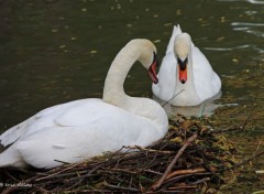  Animaux Cygnes