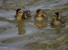  Animals Poussins