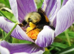  Animaux Bourdon gourmant