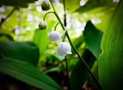  Nature Muguet