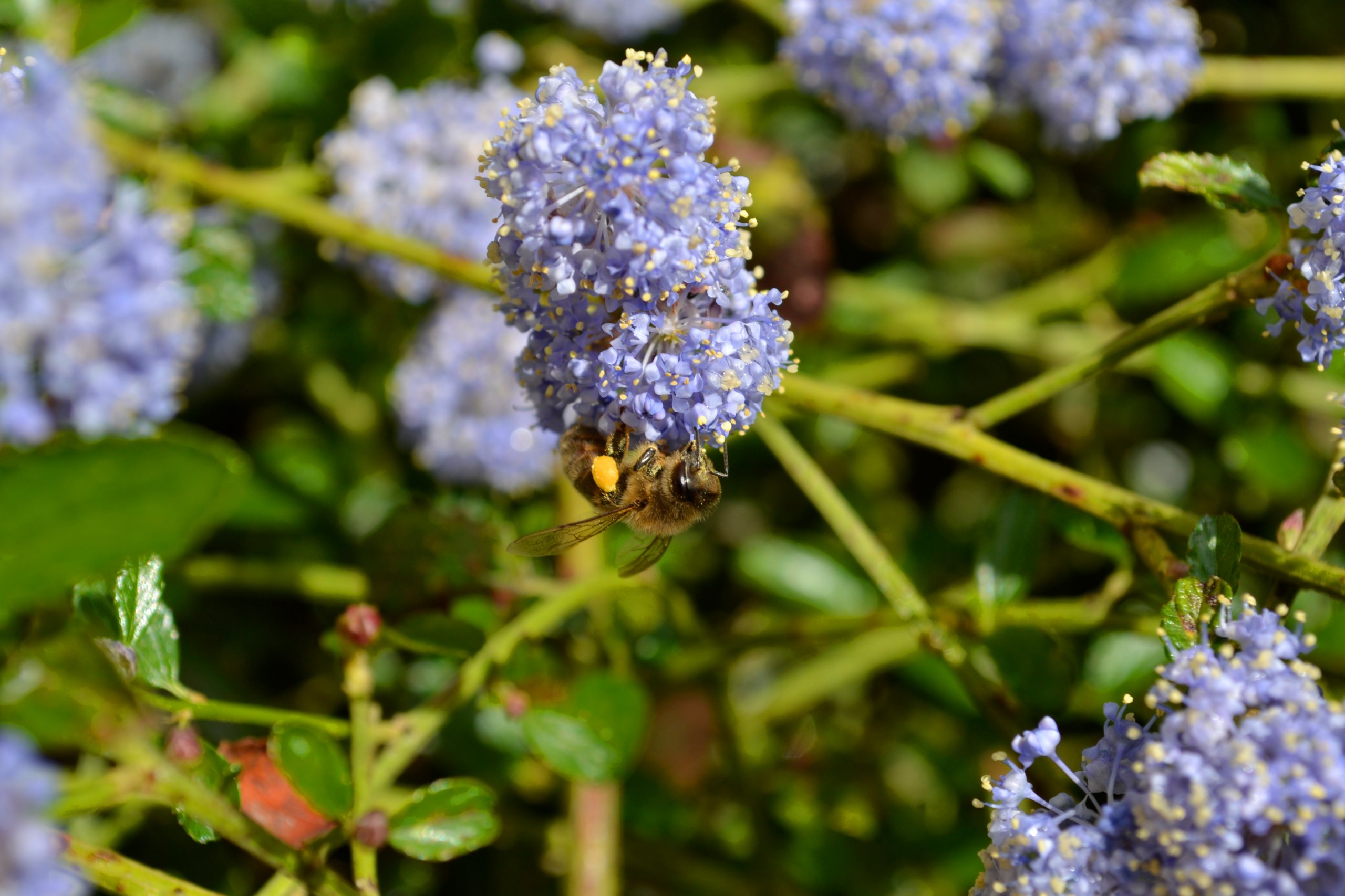 Wallpapers Animals Insects - Bees, Wasps abeille sur fleur ;)