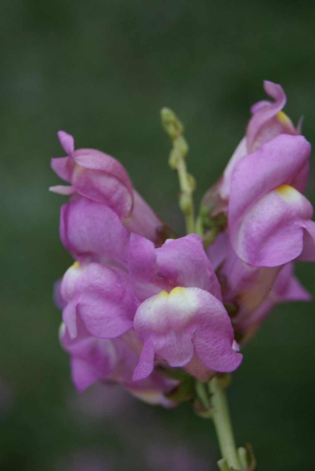 Fonds d'cran Nature Fleurs 