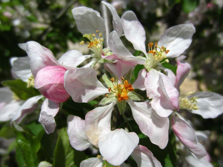 Wallpapers Nature Flowers Fleurs de pommier