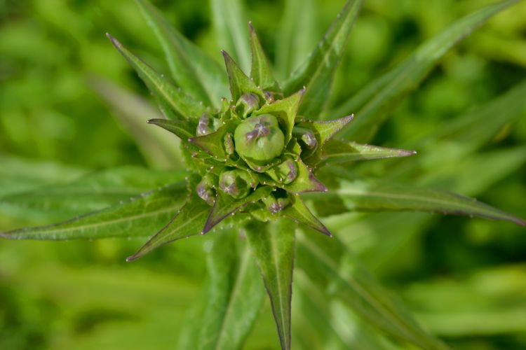 Fonds d'cran Nature Plantes grasses plante