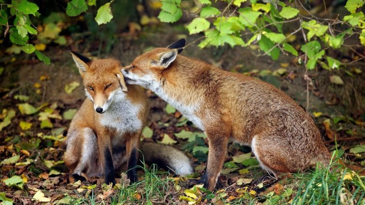 Fonds d'cran Animaux Renards Foxes play