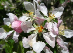  Nature Fleurs de pommier