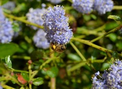  Animaux abeille sur fleur ;)