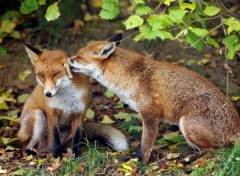  Animaux Foxes play