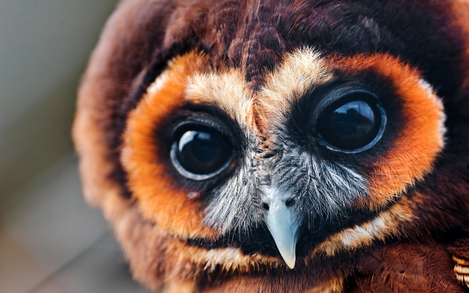 Wallpapers Animals Birds - Owls 