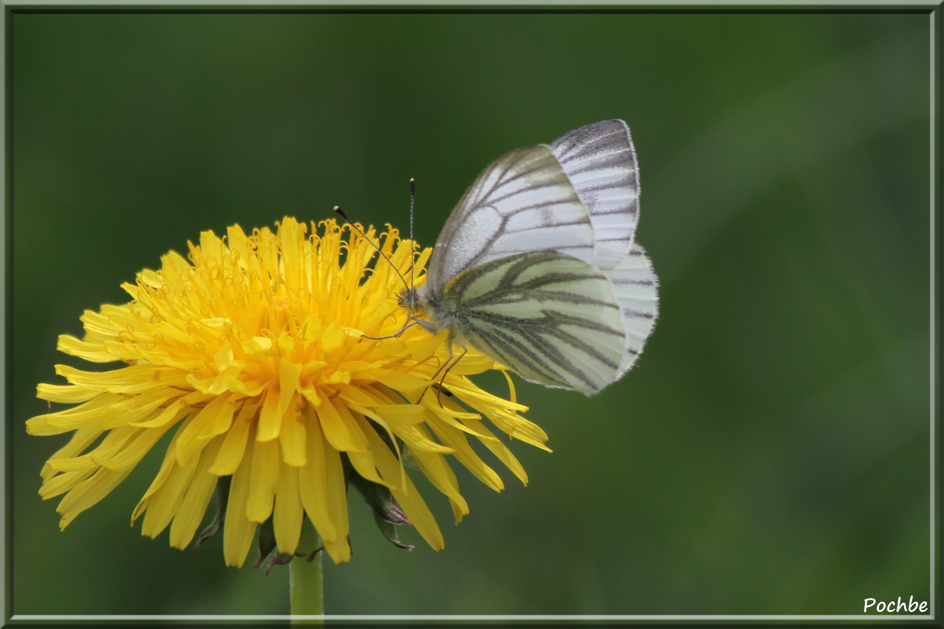 Fonds d'cran Animaux Insectes - Papillons 