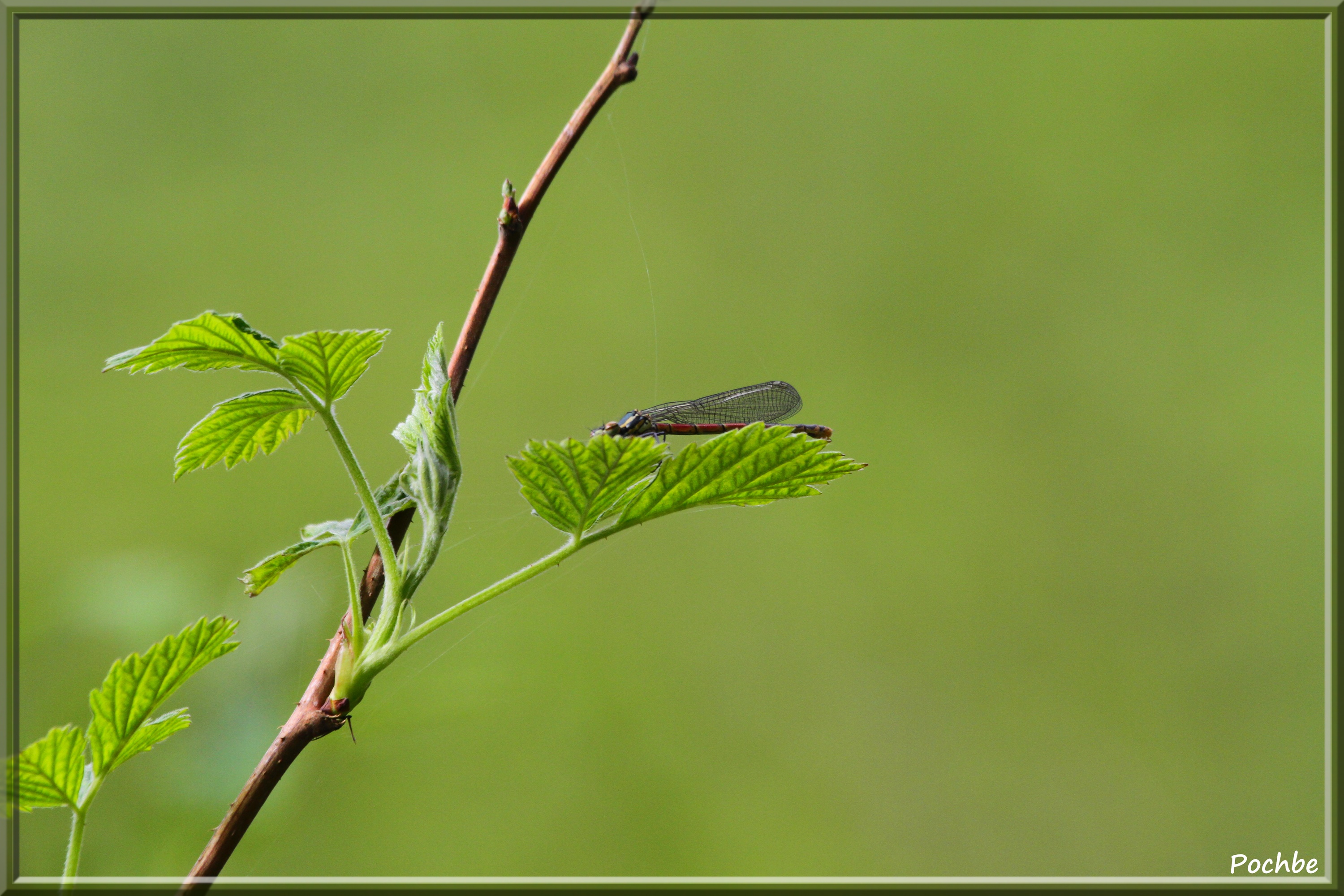 Fonds d'cran Animaux Insectes - Libellules 