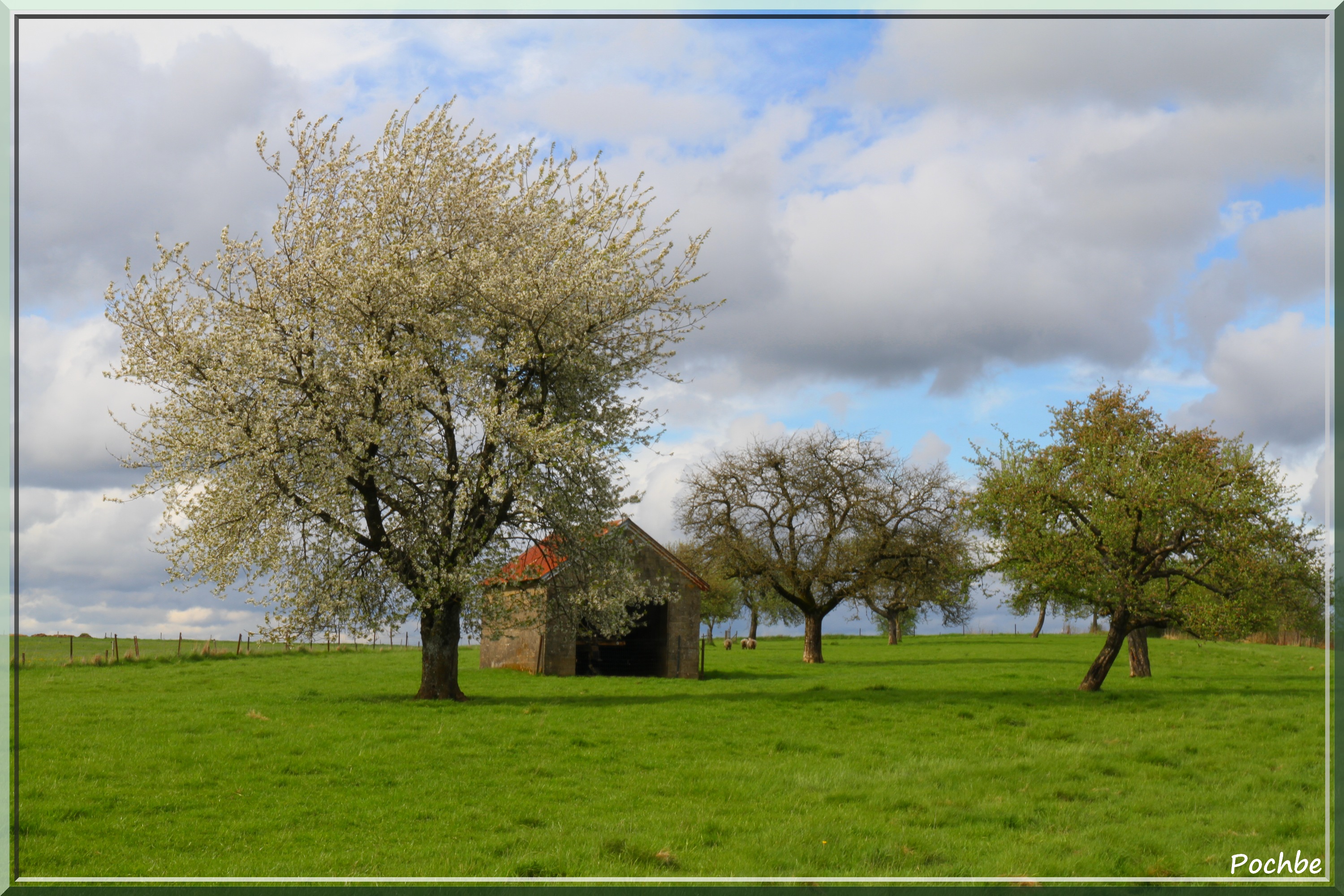 Wallpapers Nature Trees - Forests 