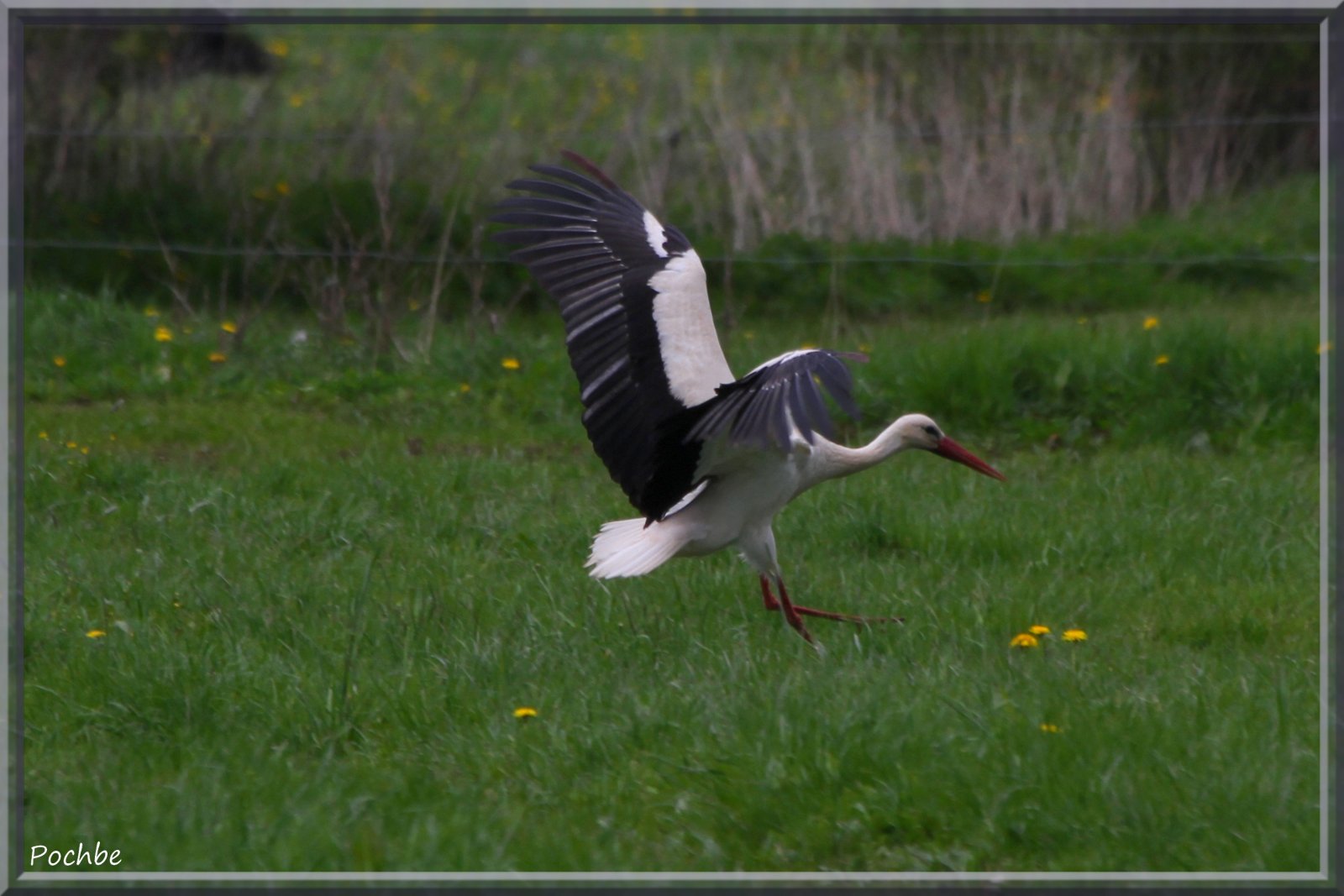 Fonds d'cran Animaux Oiseaux - Cigognes 