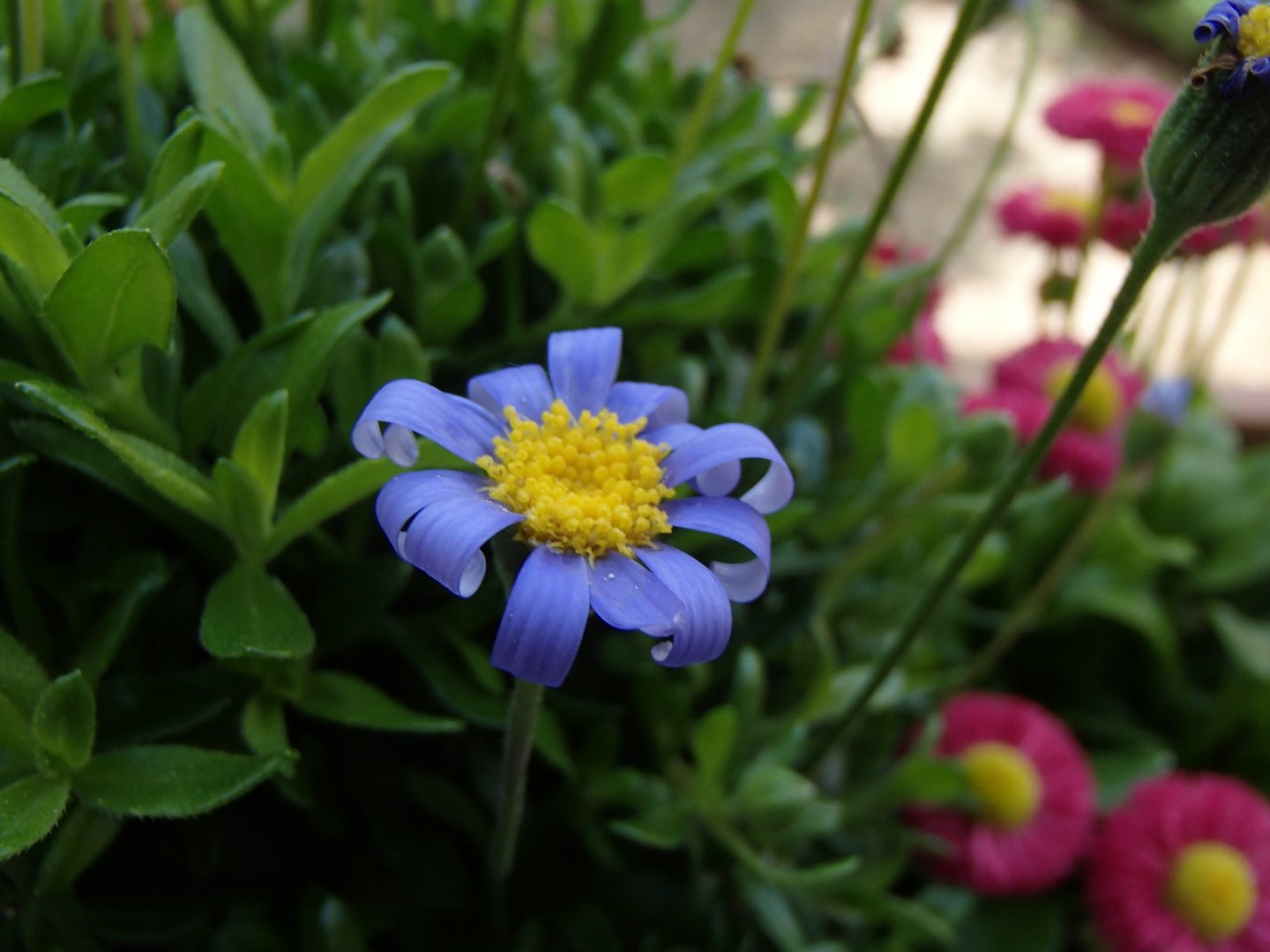 Fonds d'cran Art - Numrique Nature - Fleurs Fleur bleue