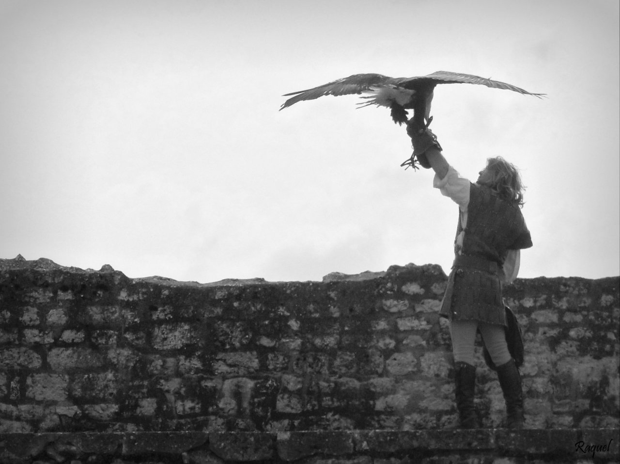 Fonds d'cran Animaux Oiseaux - Aigles A vol d'oiseau