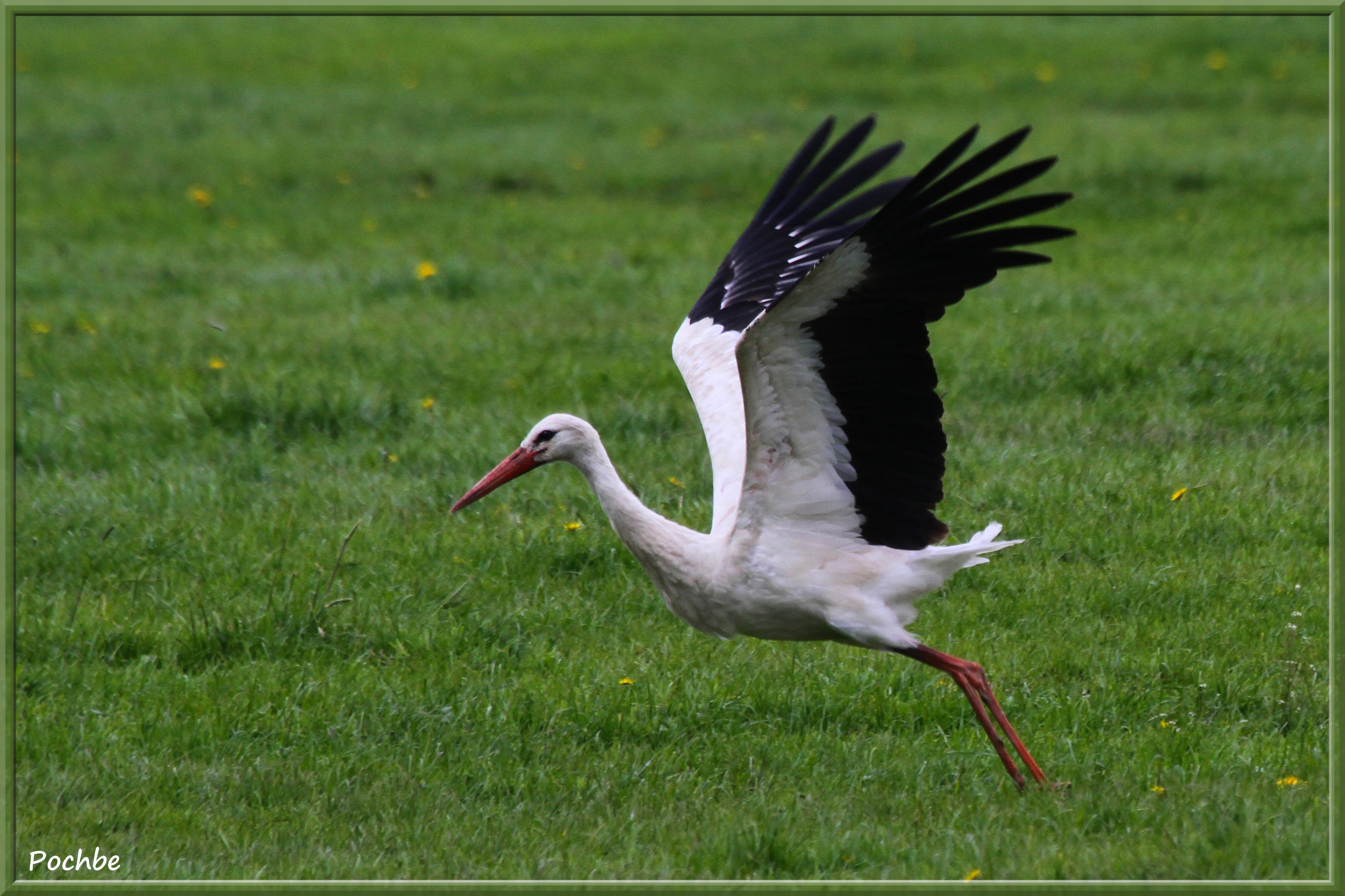 Fonds d'cran Animaux Oiseaux - Cigognes 