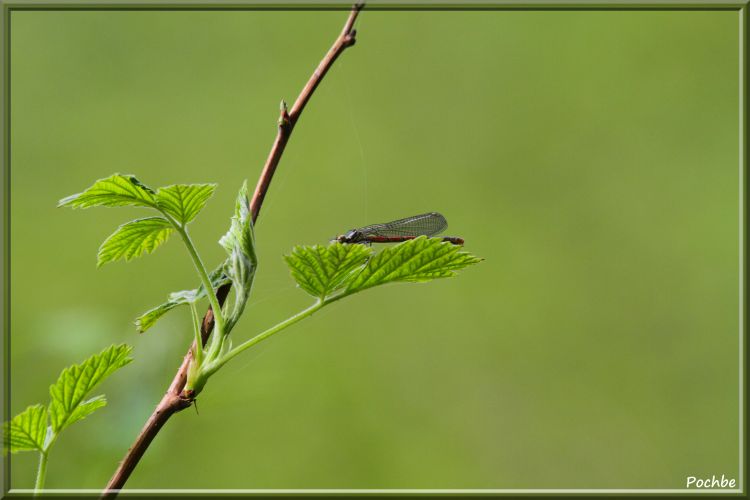 Fonds d'cran Animaux Insectes - Libellules Wallpaper N342496