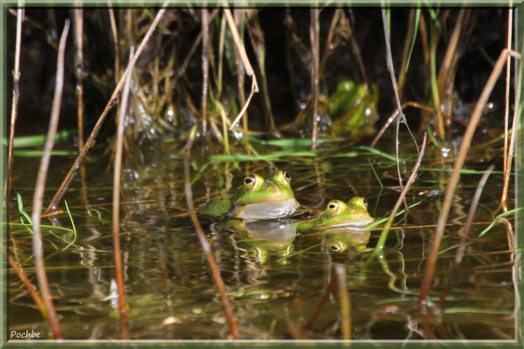 Wallpapers Animals Frogs - Toads Wallpaper N342500