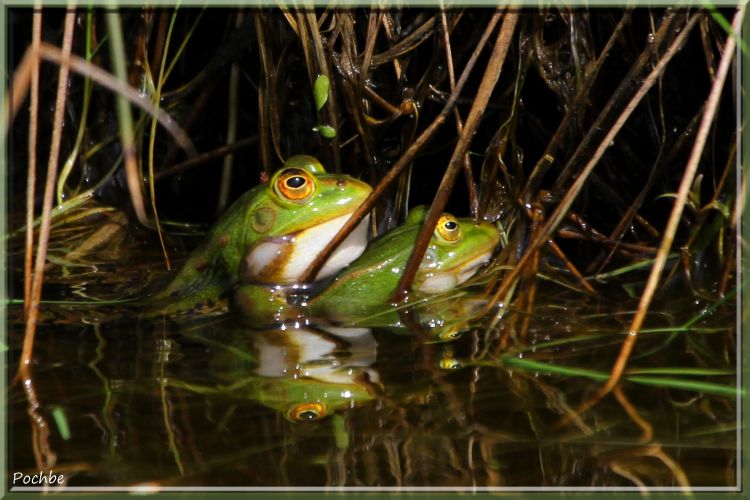 Wallpapers Animals Frogs - Toads Wallpaper N342501