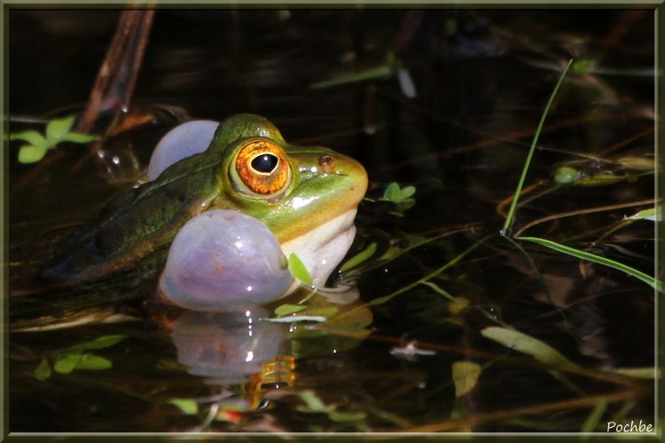 Wallpapers Animals Frogs - Toads Wallpaper N342502