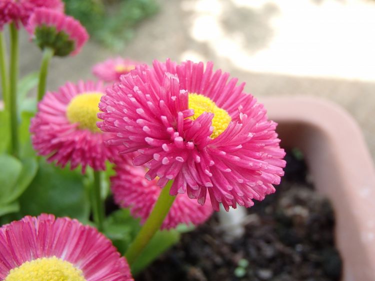 Fonds d'cran Nature Fleurs Fleur en jardinière