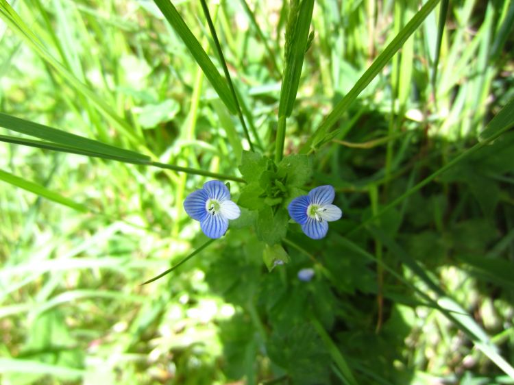 Wallpapers Nature Flowers Une petite fleur bleue