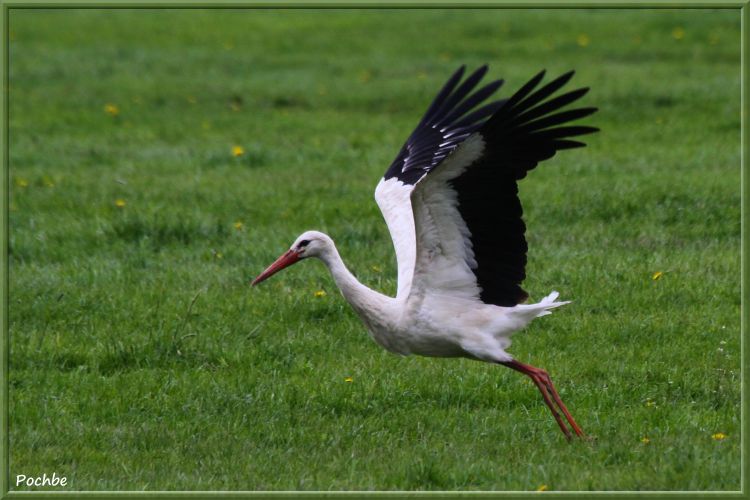 Fonds d'cran Animaux Oiseaux - Cigognes Wallpaper N342560